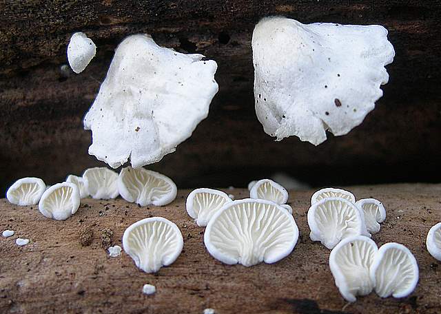 I  Funghi  dopo  l''Uragano